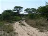 70 Baobabs of your own!